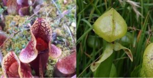 Sarracenia purpurea & Darlingtonia californica