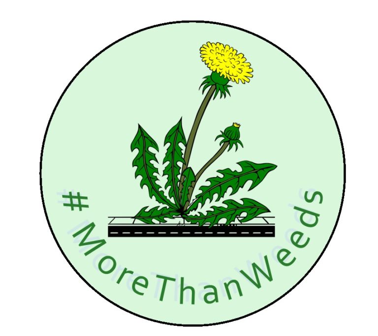  More Than Weeds A Year In Pavement Flora BSBI Annual Exhibition Meeting